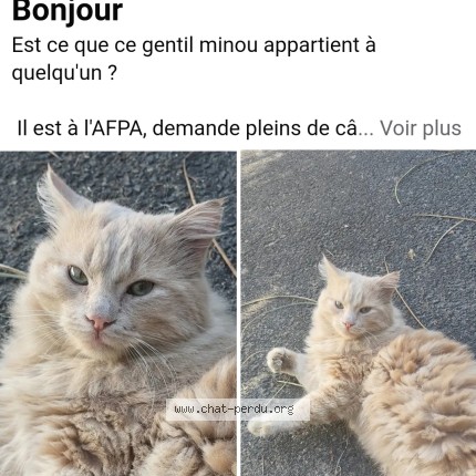 Photo 1/1 Chat trouvé Trouvé à Angers