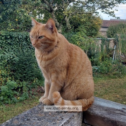 Photo 1/1 Chat retrouvé Perdu à Bagneres De Bigorre