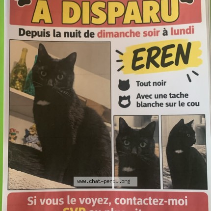 Photo 1/1 Eren Chat perdu à Argenteuil