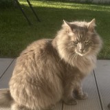 Filou