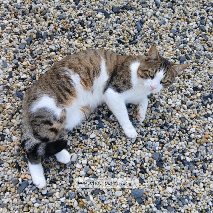 Photo 1/1 Chat trouvé Trouvé à Mezidon Canon