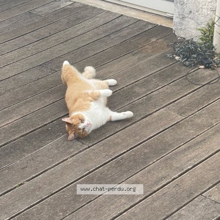 Photo 1/1 Chat trouvé Trouvé à Marseille