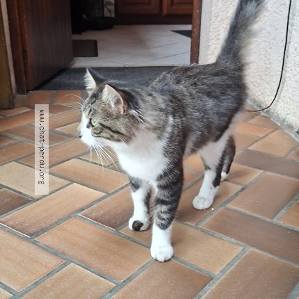Photo 1/1 Chat trouvé Trouvé à La Brede