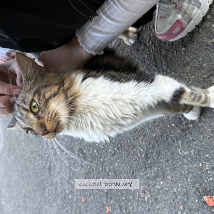 Photo 1/1 Chat trouvé Trouvé à Le Mans