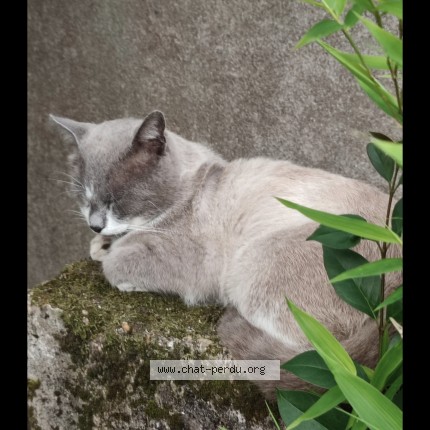 Photo 1/1 PETIT CHAT Chat perdu à Anglet