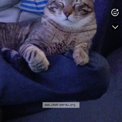Photo 1/1 Jésus Chat perdu à Marseille