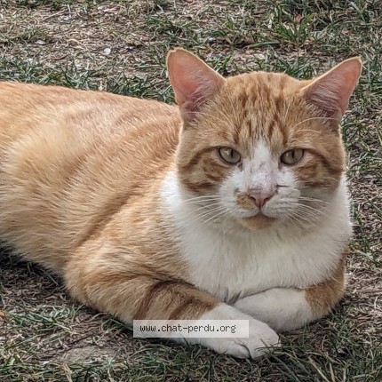 Photo 1/1 Chat trouvé Trouvé à Louvres