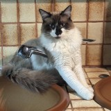 L&eacute;o
