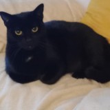 kiki