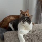 habbie tos