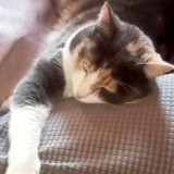 Melette