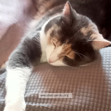 Photo de chat perdu à Montaigut Le Blanc