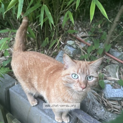 Photo 1/2 ginger Chat perdu à Meudon