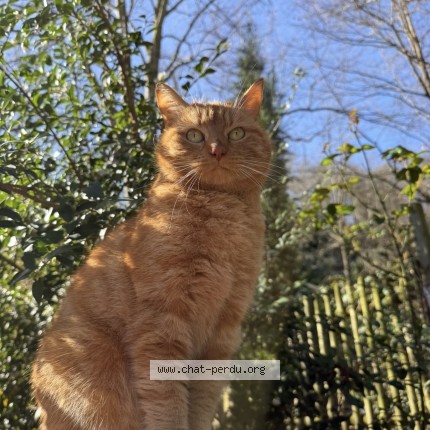 Photo 2/2 ginger Chat perdu à Meudon