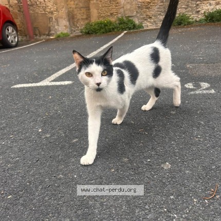 Photo 1/1 ETHAN Chat perdu à Sommervieu