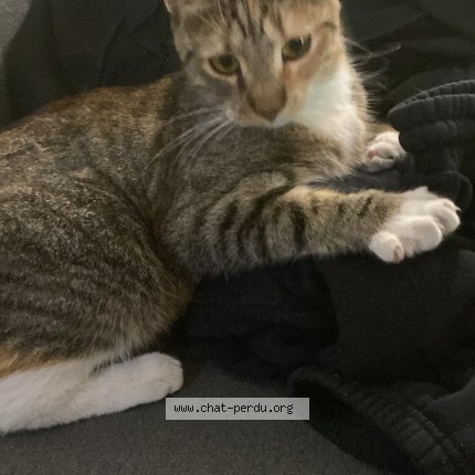 Photo 1/1 Chat trouvé Trouvé à Nimes