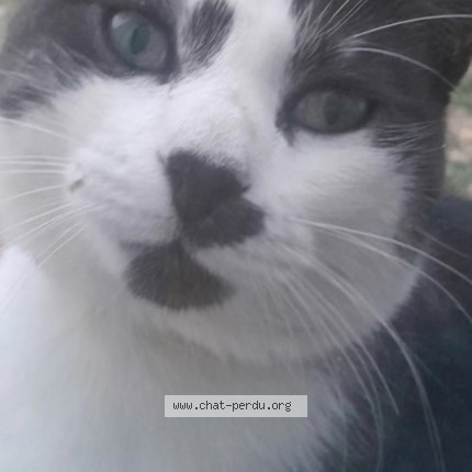 Photo 1/1 Chat trouvé Trouvé à Longnes