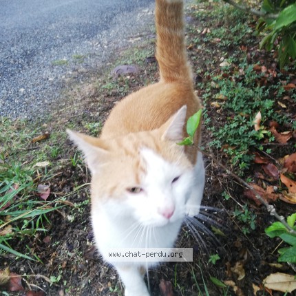 Photo 1/1 Chat trouvé Trouvé à Corignac