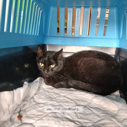 Photo 1/1 Chat trouvé Trouvé à Sigoulet