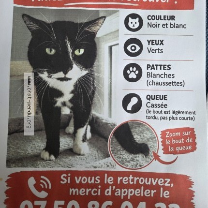 Photo 1/1 Uno Chat perdu à Sochaux