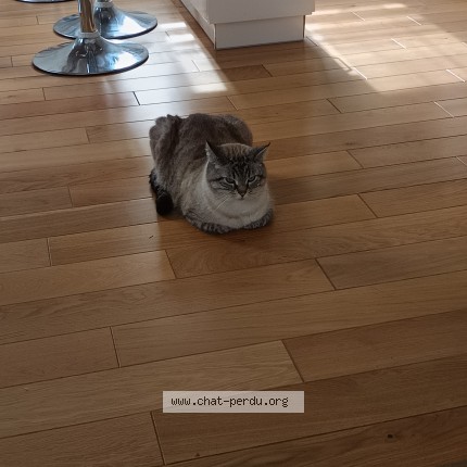 Photo de chat perdu à Bassens