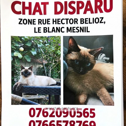 Photo 1/1 Sheera Chat perdu à Le Blanc Mesnil