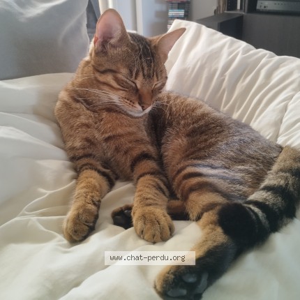 Photo de chat perdu à Mareuil Les Meaux