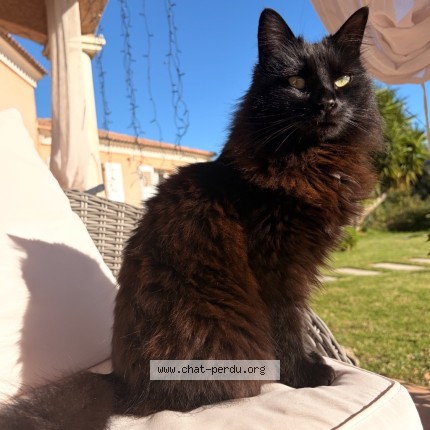 Photo 1/3 Nala Chat perdu à Ventabren