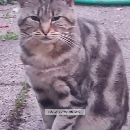 Photo 1/1 Chat trouvé Trouvé à Eperlecques