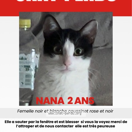 Photo 1/1 Nana Chat perdu à Saint Etienne