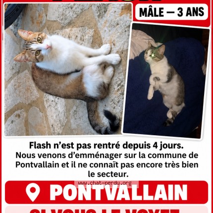 Photo 1/1 flash Chat perdu à Pontvallain