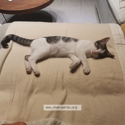 Photo de chat perdu à St Uniac