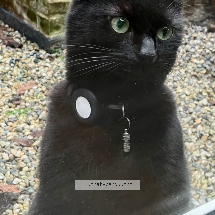Photo de chat perdu à Lille