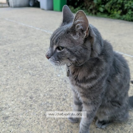 Photo de chat perdu à Vaivre Et Montoille