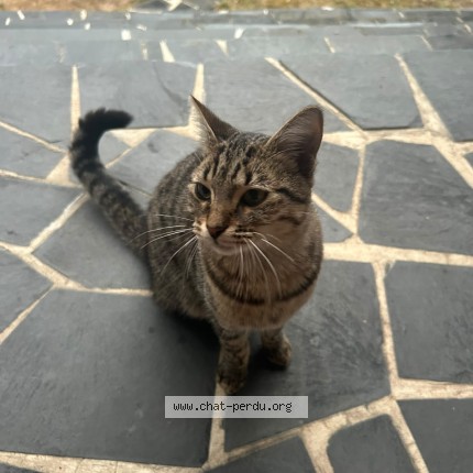 Photo de chat trouvé à Houilles