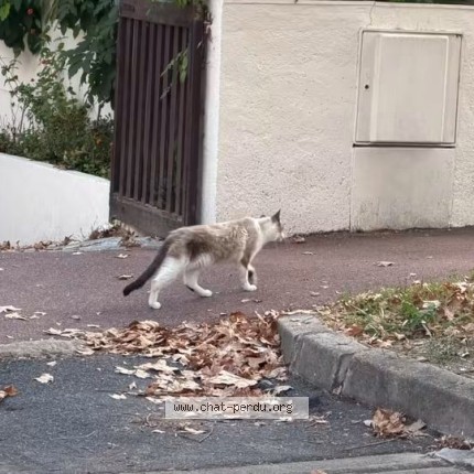 Photo de chat perdu à Antony