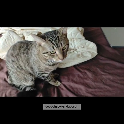 Photo de chat perdu à Nogent Sur Marne