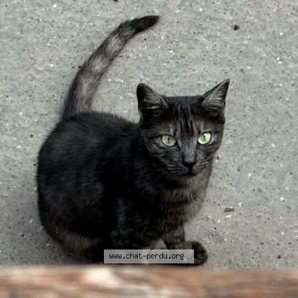 Photo de chat perdu à Paris