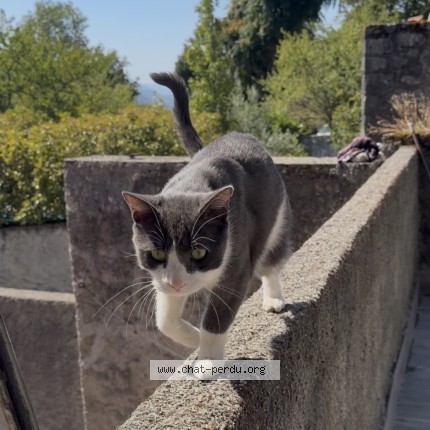 Photo de chat perdu à Biviers