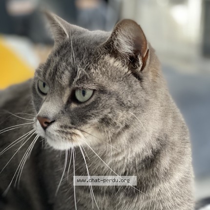 Photo 1/1 zouzou Chat perdu à Nevers