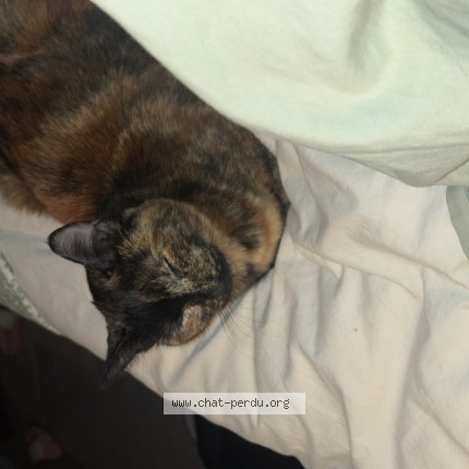 Photo de chat perdu à Giroussens