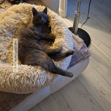 Photo de chat perdu à Champagne