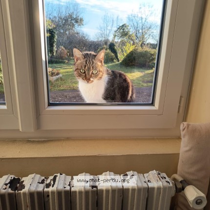 Photo de chat perdu à Nassiet