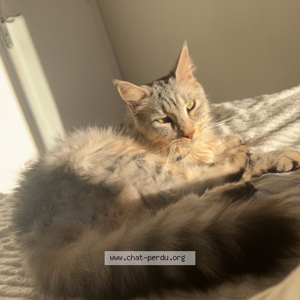 Photo de chat perdu à Cahors