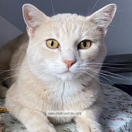 Photo de chat perdu à Houilles