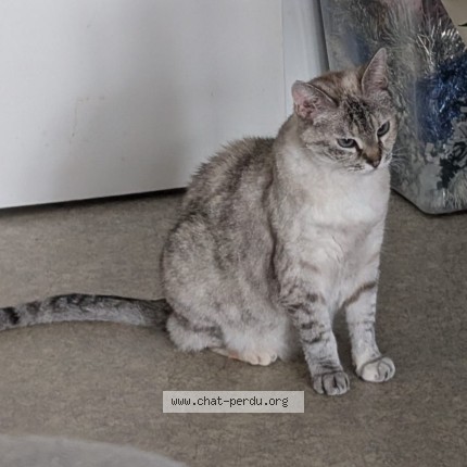 Photo de chat perdu à Toulouse