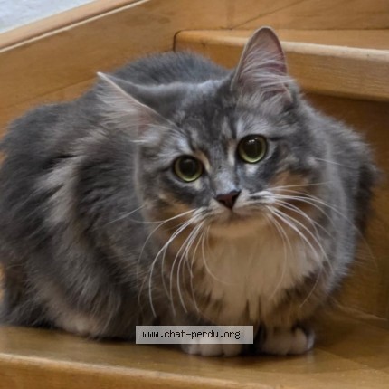 Photo de chat perdu à Merignac