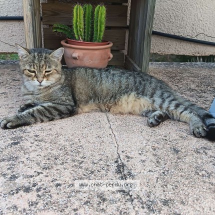Photo de chat perdu à Bras