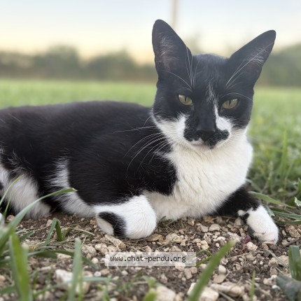 Photo de chat perdu à Houlette