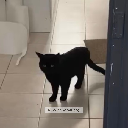 Photo de chat perdu à Albert